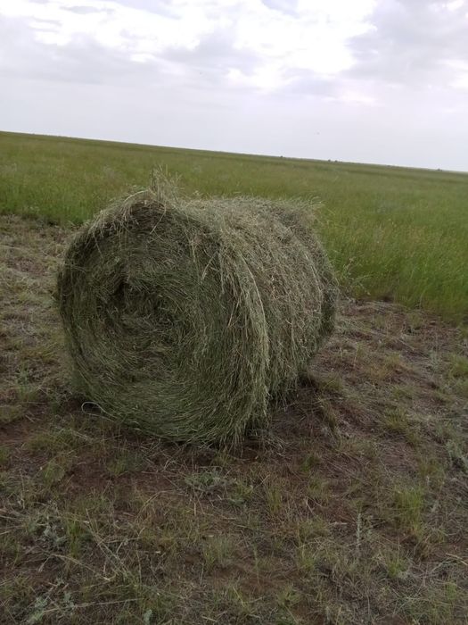 Продам сено житьняк в рулонах