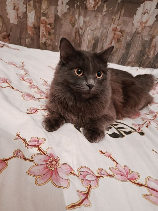 Отдам кота в добрые руки