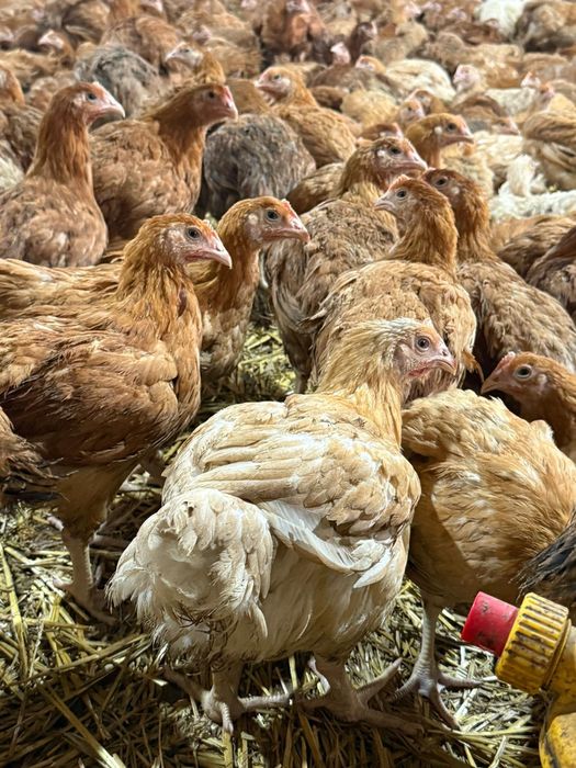 puii de carne și rasa mixta