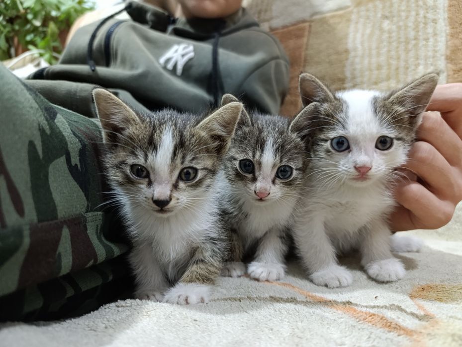 Отдам котят  в хорошие руки