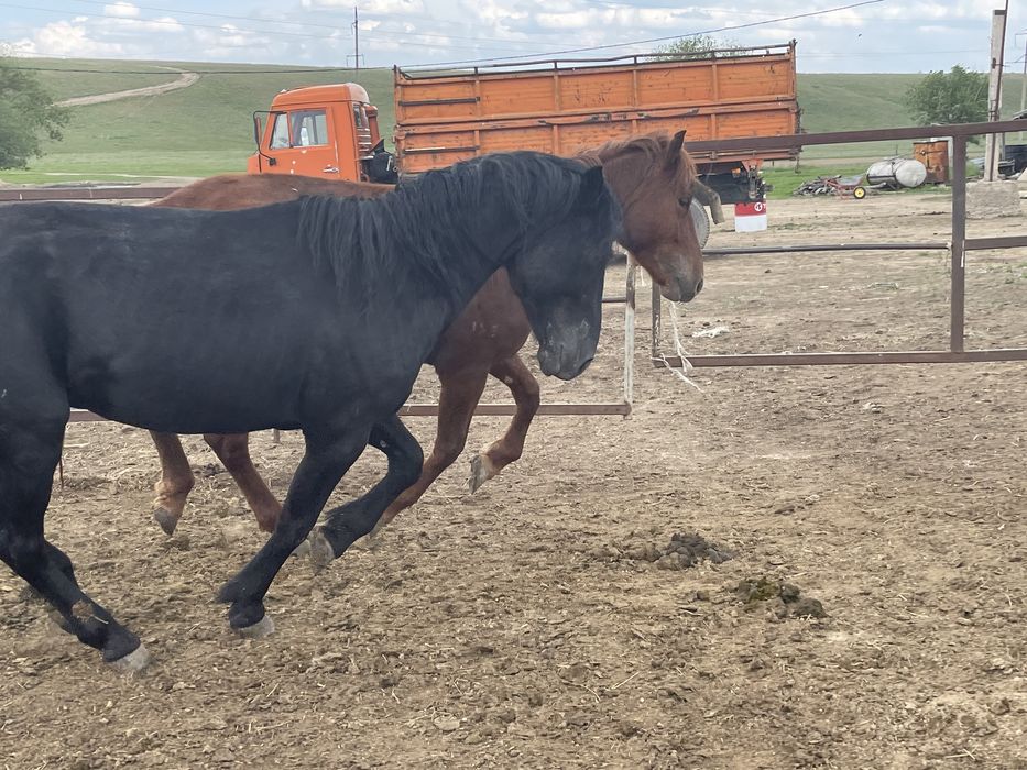 Продам кунан , донен , жеребец ,производитель