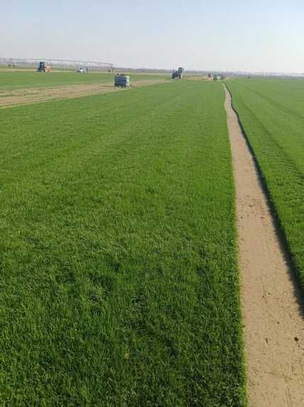 Gazon Rulou Premium – Curte Verde în Timp Record