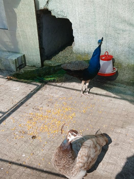 Pereche păuni maturi