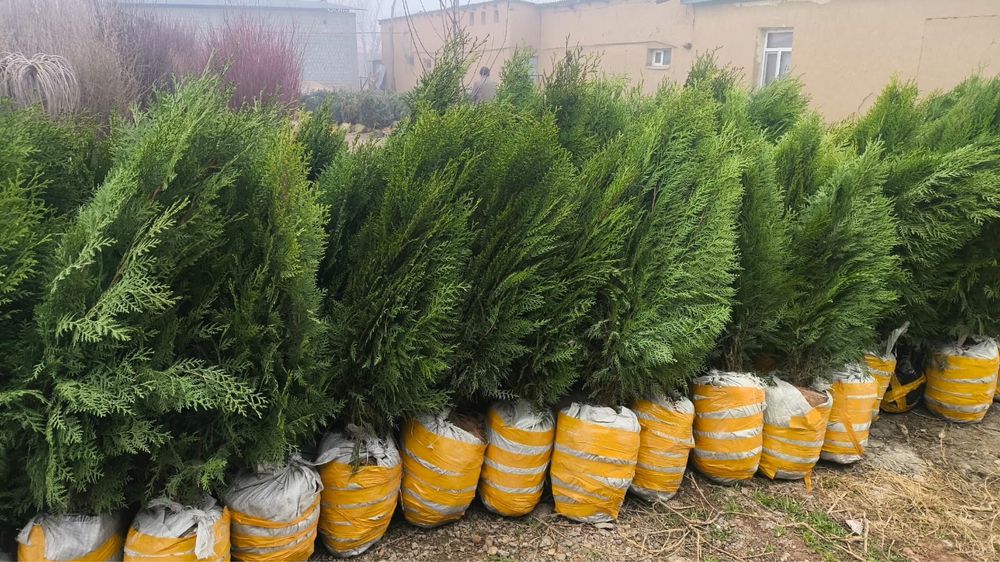 Саженцы оптом продам