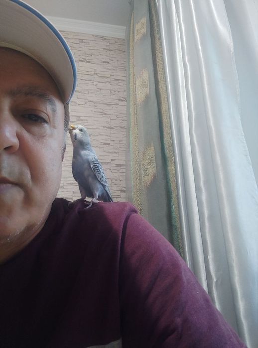 Говорящий ручной волнистик,ТОША!