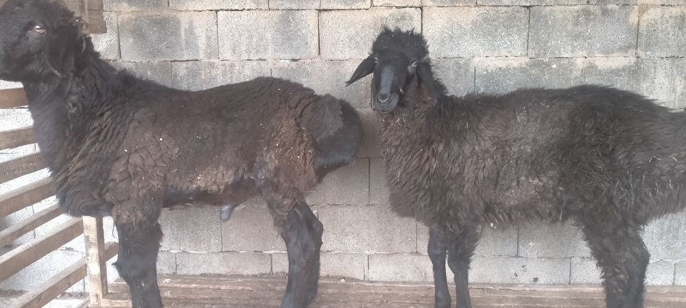 Қошқарлар сатылады