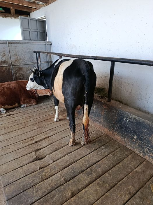 Корова перва телка