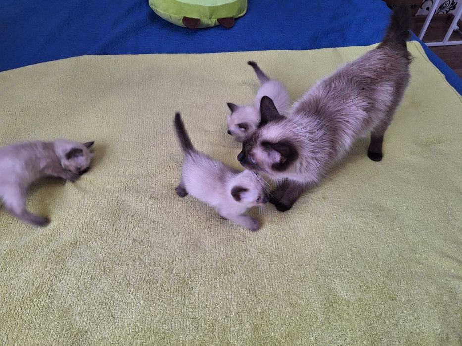 Милые      котята