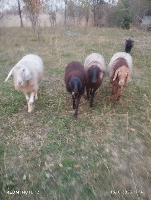 Срочно продам баранов