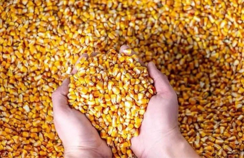 Vand porumb ,recoltat 2025