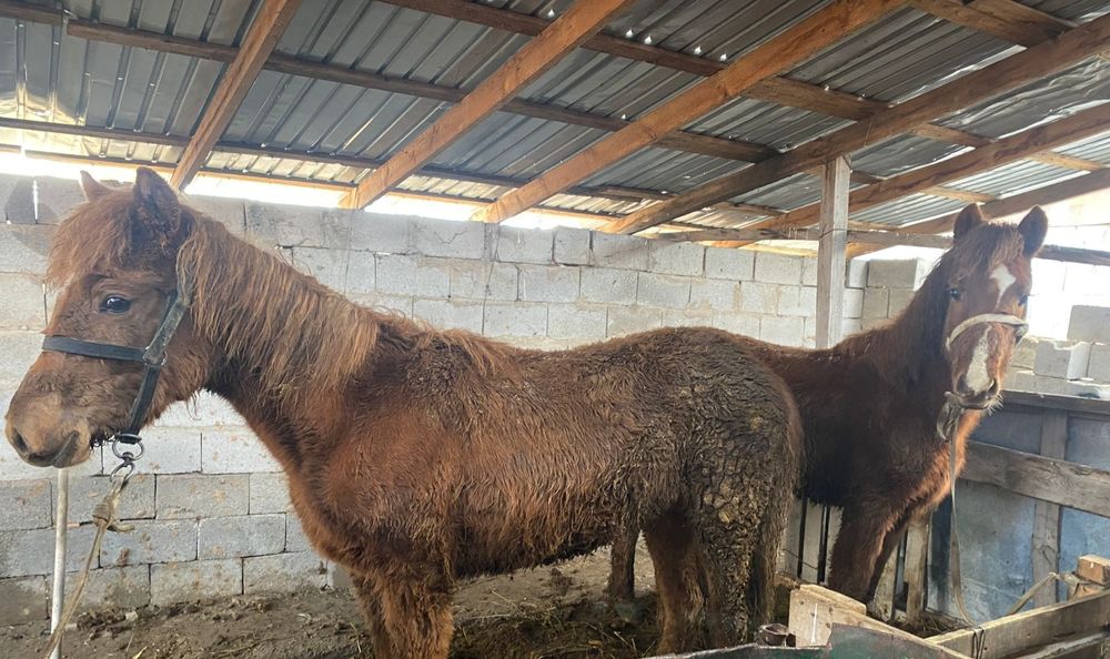 Тайлар сатылады.