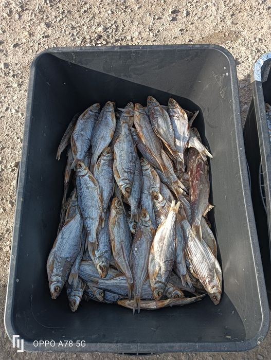 Сушеная рыба. Рыбец