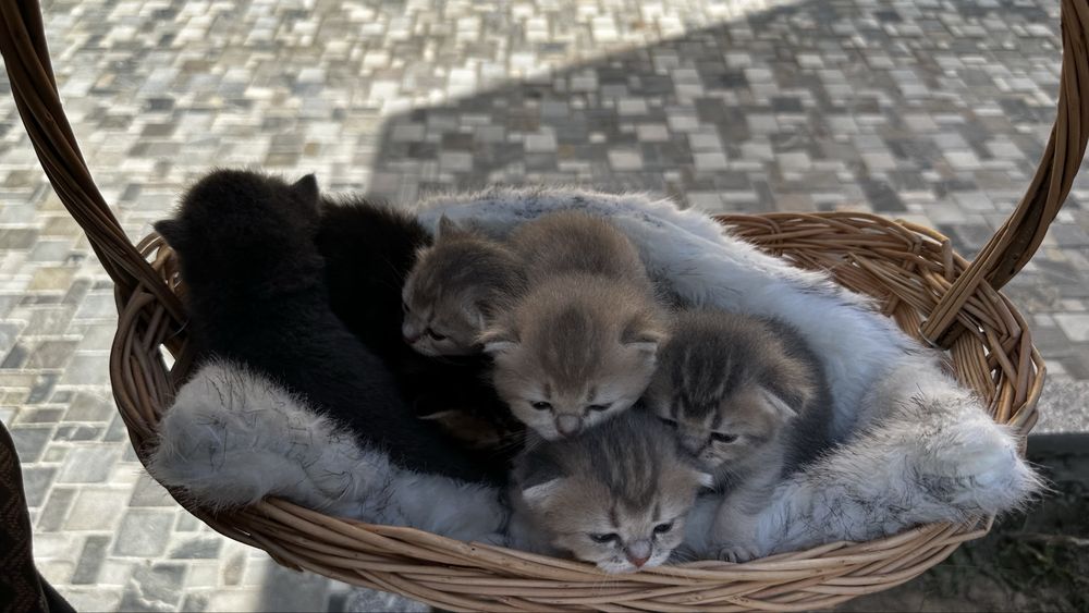 Открыт брон на котят