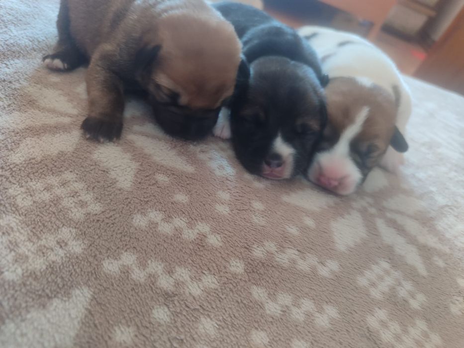 Donez catelusi jucăuși, varsta  1 luna  talie medie