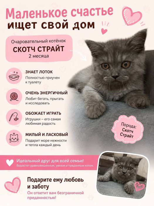 Кошка скотч страйт