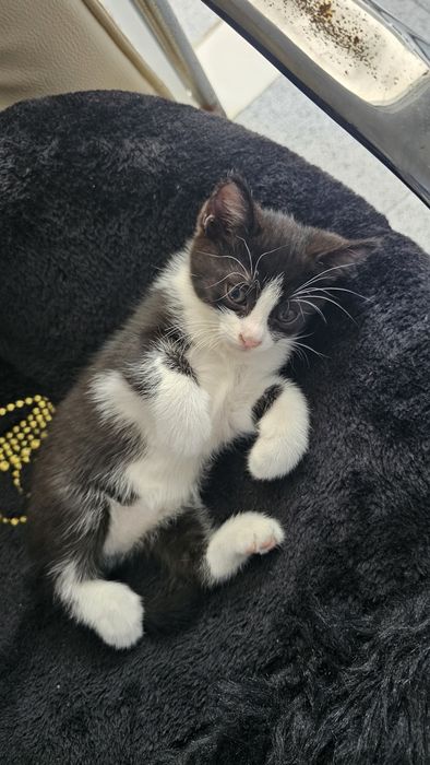 Малки сладки котенца