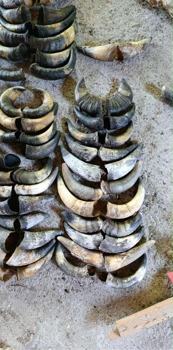 Рога за маски най-новите