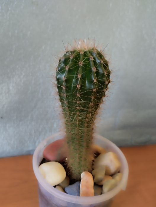 Кактусы . Разных размеров.