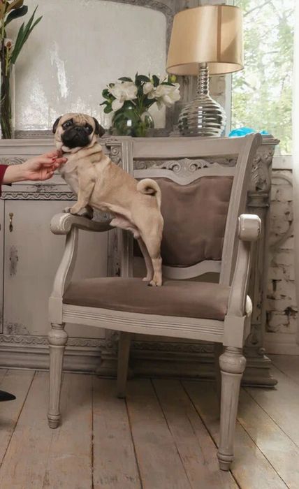 Фотосессия с мопсом