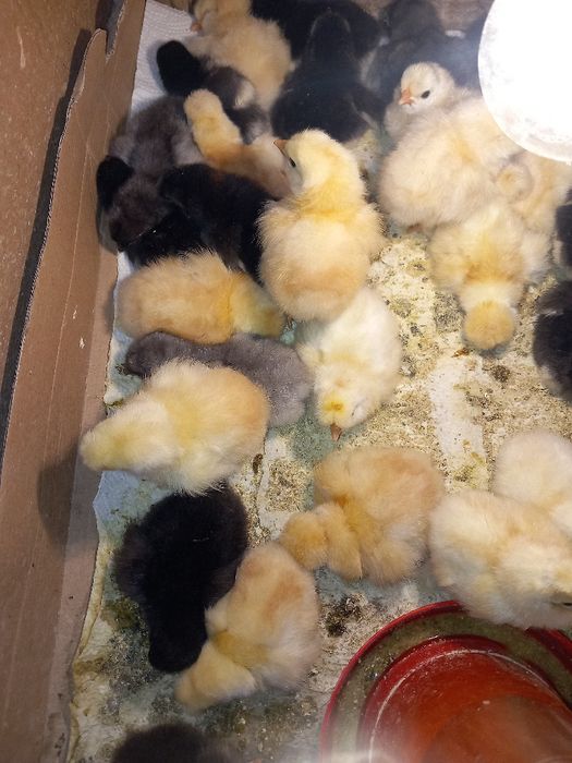 Pui de găină moțați, marans și  bibilici colorate