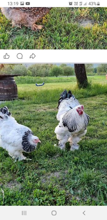 Oua pentru incubat din rasele brahma, australorp, leghorn si la bresse