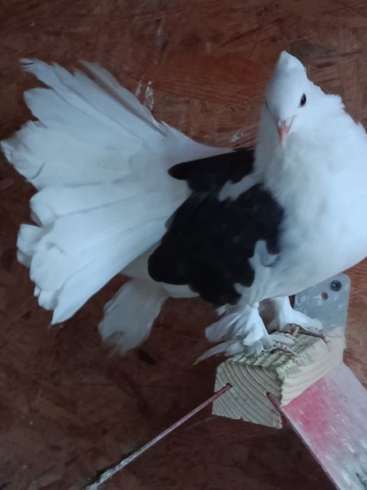 Voltati indieni de vanzare