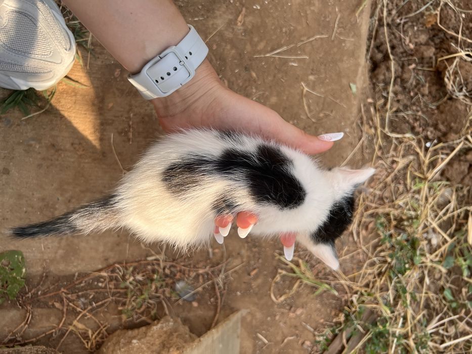 Adoptie pisicute