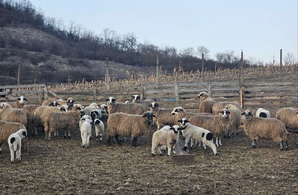 Miei   Paste   - calitate garantata