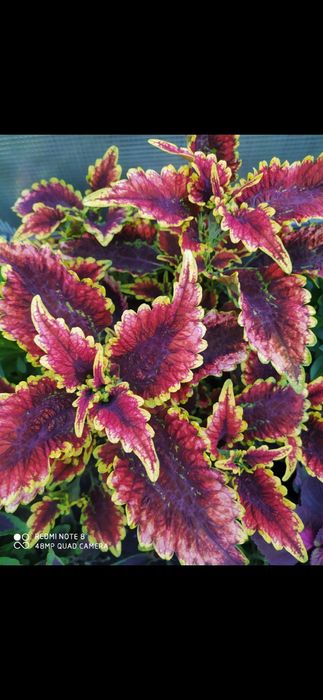 Колеусы вегетативные