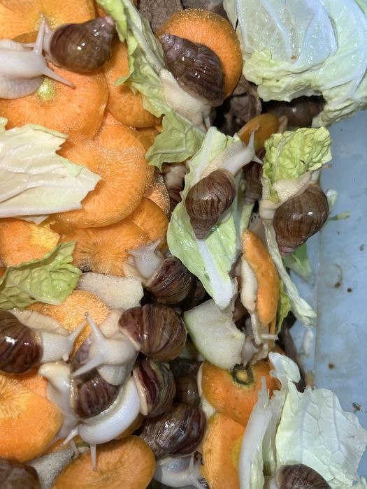 Ulitkalar Shilliqurtlar