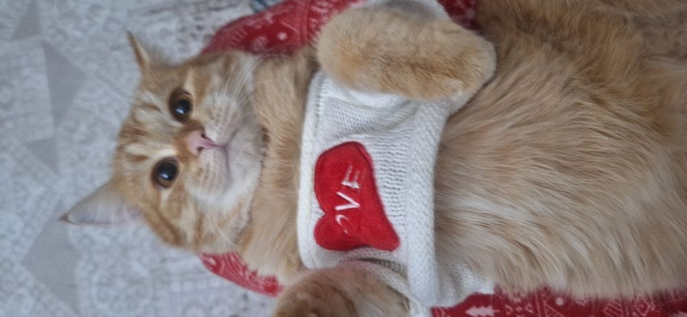 Новогодний подарок в виде пушистика