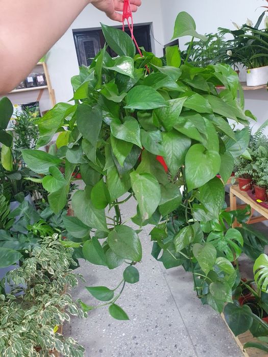 Stindapsus стендапсус