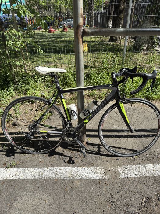 Cursiera Scapin Shindy