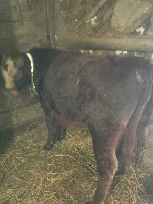 Продам двух бычков