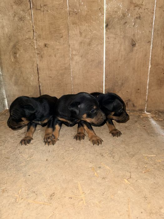 Femelǎ Jagd terrier