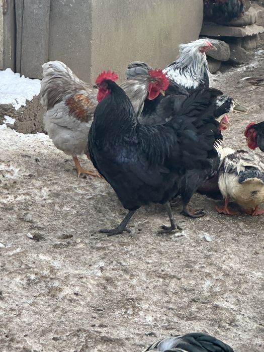 Cocosi de rasa de anul trecut scosi