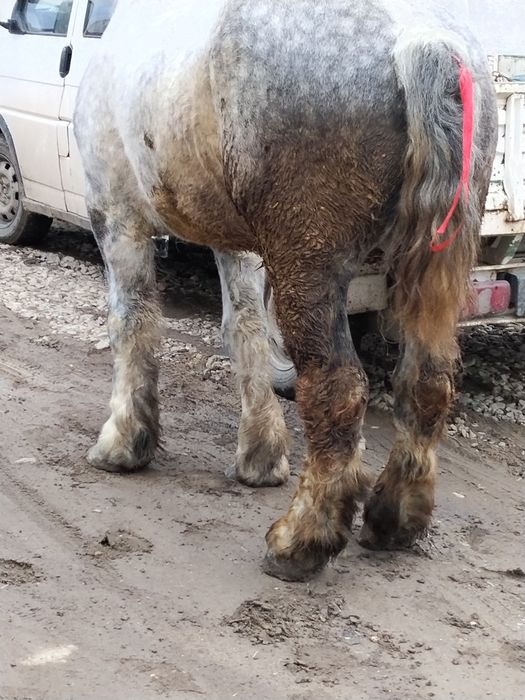 Vând un cal greu de 5 ani