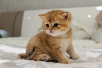 Британский Шиншилла  nu 11, 12 мальчик и девочка.