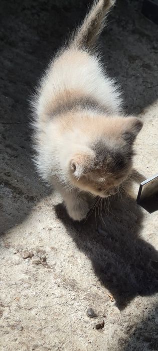 Персидский Котик