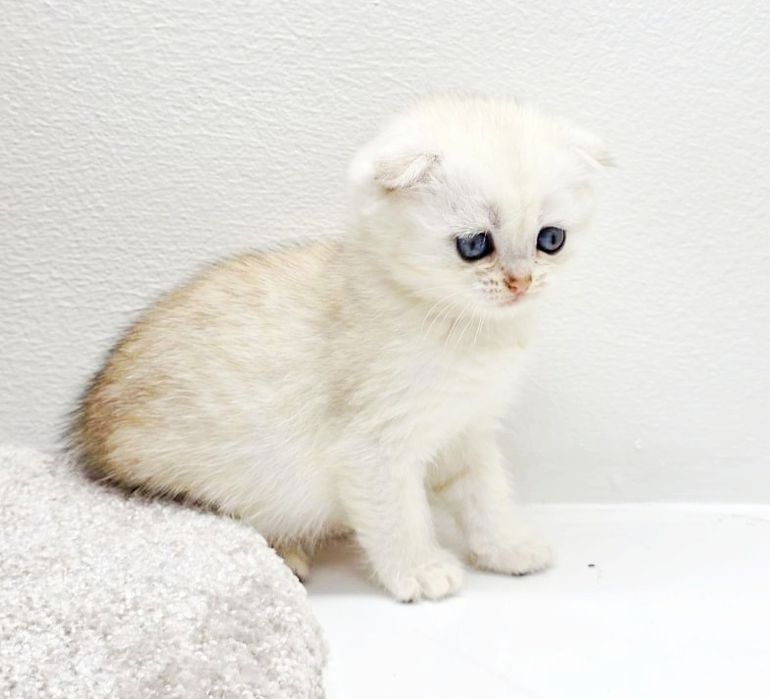 Кошечка ШотландСкая #