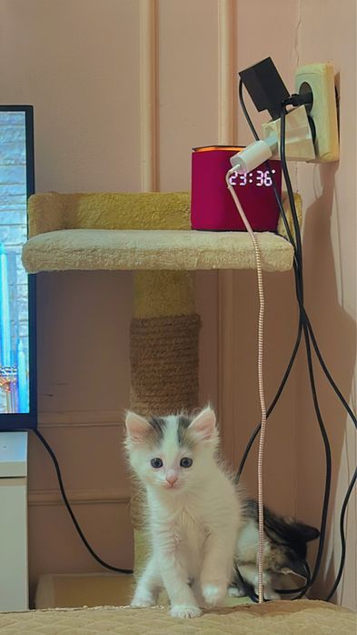 Мысык беремин ТЕГІН!