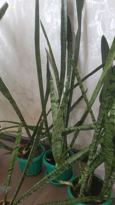 Продам комнатные цветы