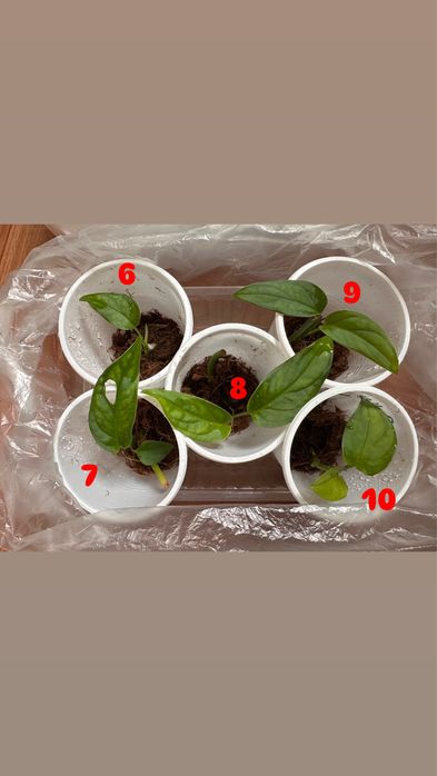 Монстера Эскелетто черенки