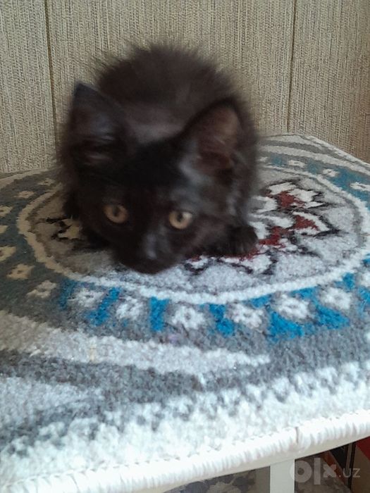 Котёнок 1,5 месяца.Бесплатно.