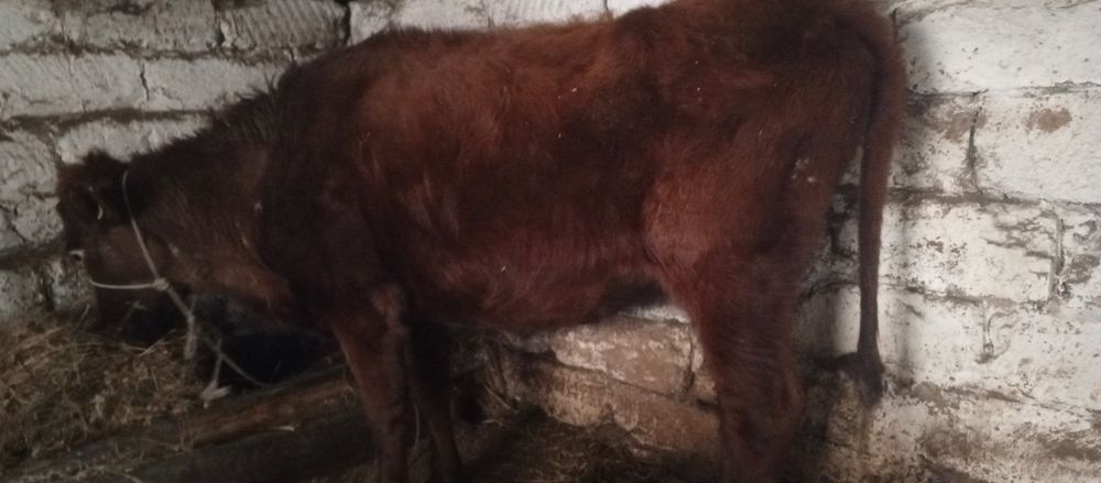 Корова стельная сиир