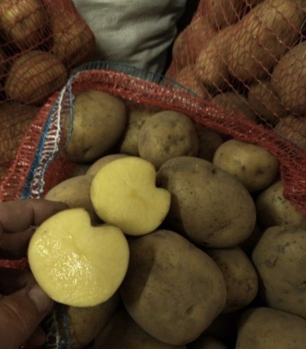 Картошка домашняя