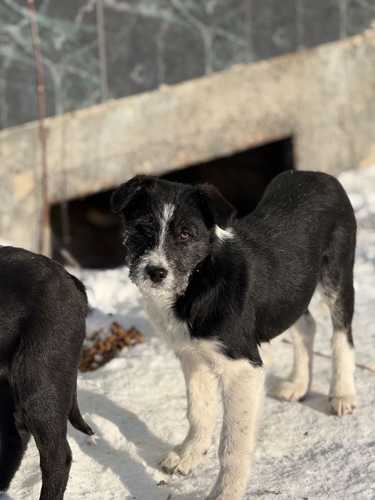 Отдам щенков в добрые руки
