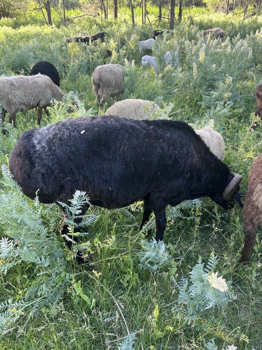 Продам племянного кошкара