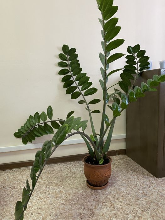 Растение доллоровые