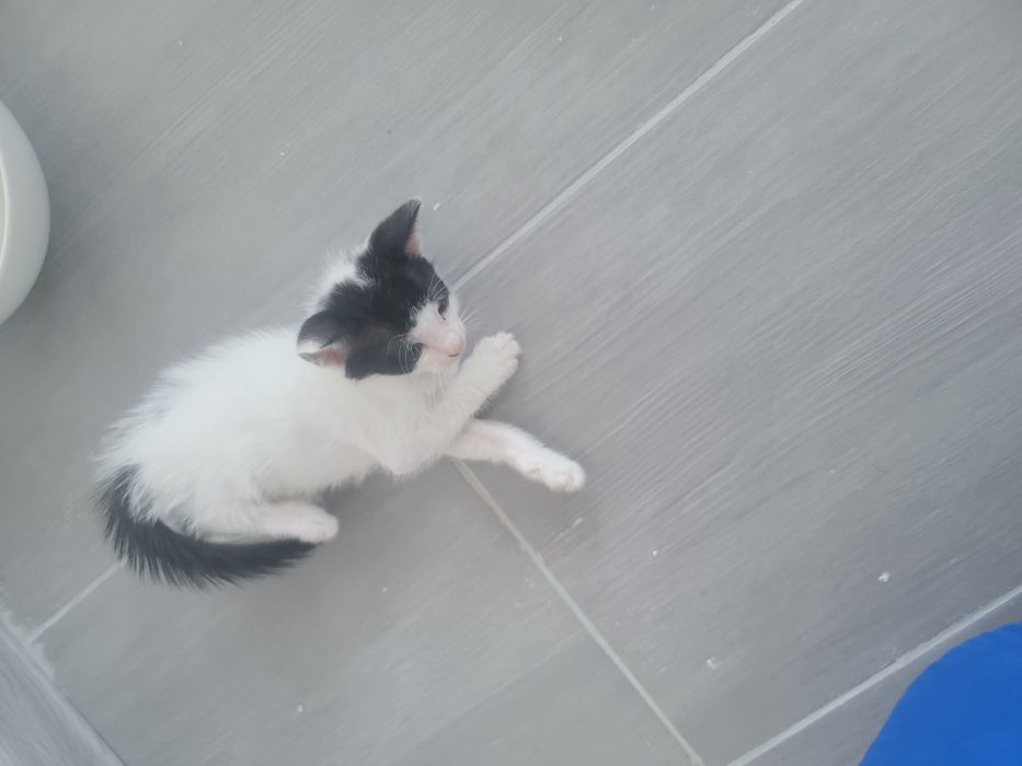 Ei nu cer mult... doar o canapea și multă iubire. Adoptă!